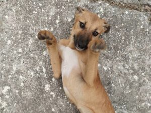 Dog Cause1