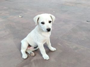 Dog Cause4